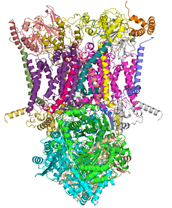 Структура митохондриальной убихинол-цитохром с-оксидоредуктазы в комплексе с убихиноном[24].