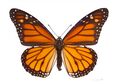 Бабочка штата: Данаида монарх