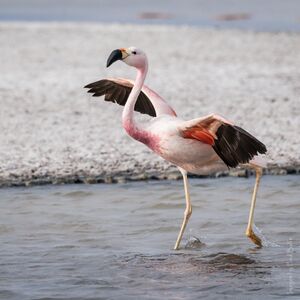 Dancing Flamingo.jpg