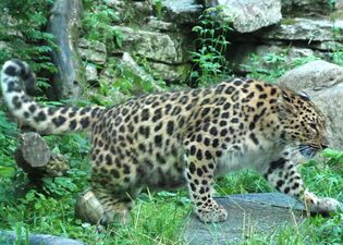 Амурский леопард Дарла
