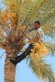 Сбор плодов финиковой пальмы