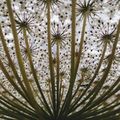 Daucus carota (Queen Anne's lace) umbel down view
