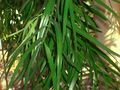 Афрокарпус Манна, листья