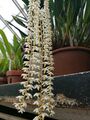 Сережки Dendrochilum cobbianum