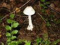 Мухомор вонючий или белая поганка, ещё один из смертельно опасных грибов рода Аманита.