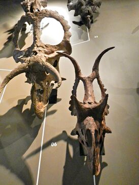 Nasutoceratops