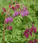 Dicentra formosa