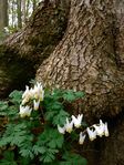 Dicentra cucullaria