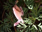 Dicentra pauciflora