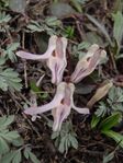 Dicentra uniflora