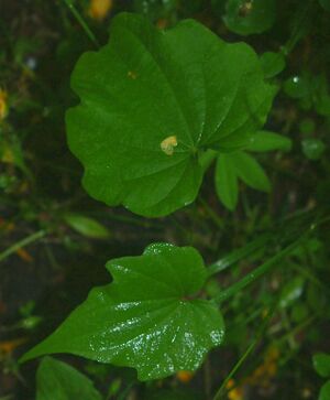 Dioscorea nipponica joung leaves.jpg