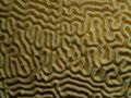 Меандры: симметричные мозговые кораллы Diploria strigosa