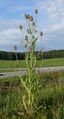 Dipsacus fullonum