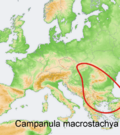 Distribution map Campanula macrostachya.png