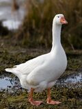 Domestic Goose.jpg