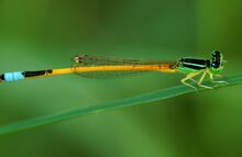 Ischnura aurora, Южная Азия