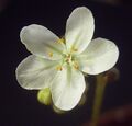 Цветок Drosera kenneallyi