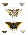 Charaxes и другие бабочки