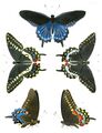 Battus philenor и Papilio polyxenes