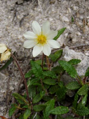 Dryas octopetala Tscheppaschlucht.jpg