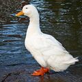 Duck on Yeadon Tarn (13th November 2010) 002.jpg