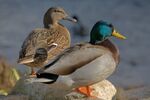Ducks in plymouth, massachusetts.jpg