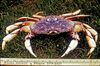 A crab in the grass, alongside a ruler, exhibiting a purple body and five pairs of yellow legs.