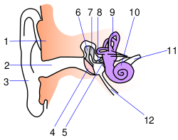 Ear-anatomy.svg