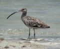 Eastern curlew inskip.JPG