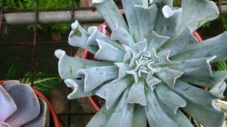 Echeveria "Topsy Turvy"