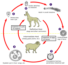 Жизненный цикл однокамерного эхинококка