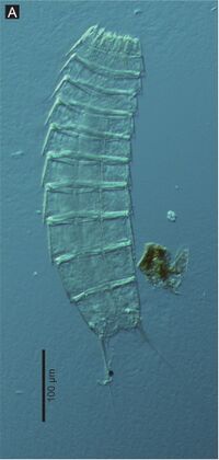 Echinoderes komatsui.jpg
