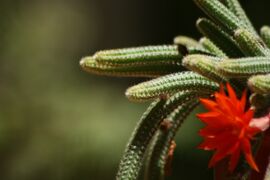 Эхинопсис хамецереус — семейство Кактусовые