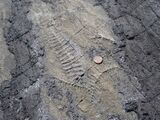 Ediacaran fossils Mistaken Point Newfoundland.jpg