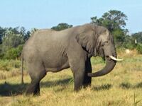 Elephant in Botswana.JPG