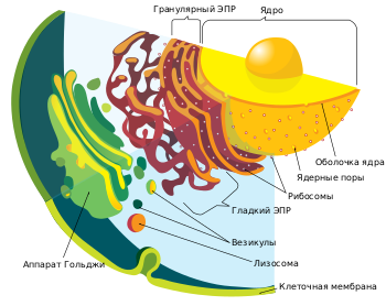 Endomembrane system diagram ru.svg