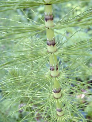 Equisetum telmateia stem.jpg