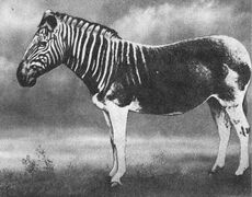 Equus quagga quagga.jpg