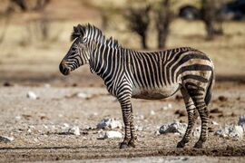Горная зебра в национальном парке Этоша, Намибия