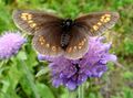 Erebia alberganus