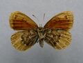 Erebia cassioides нижняя ♀