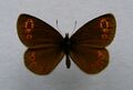 Erebia medusa ♂