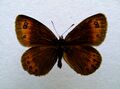 Erebia meolans