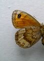 Erebia pronoe нижняя ♀