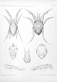 Halacarus actenos, H. oblongus