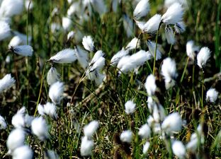 Eriophorum angustifolium