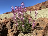 Канарский эндемик Erysimum scoparium