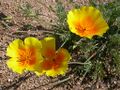 Eschscholzia californica