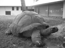 Esmeralda Aldabra Giant Tortoise Seychelles.jpg