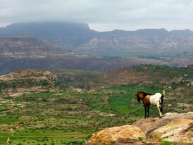 Эфиопское нагорье и гора Рас-Дашен на заднем плане.
